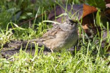 A01GoldenCrownedSparrow2241.jpg