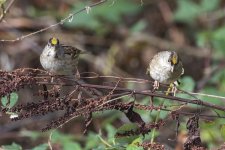 A05GoldenCrownedSparrowsOnDock2426.jpg