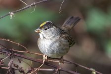 A06GoldenCrownedSparrowOnDock2422.jpg