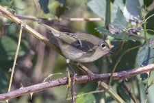 C07RubyCrownedKinglet2349.jpg