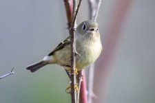 C08RubyCrownedKinglet2404.jpg