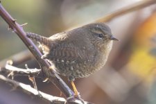 D10PacificWren2505.jpg