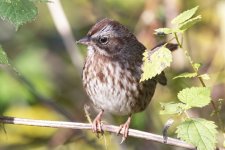F13SongSparrow2524.jpg