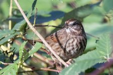 F14SongSparrow2546.jpg
