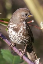 F15FoxSparrow2513.jpg