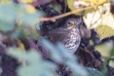F16FoxSparrow2565.jpg