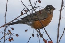 H19AmericanRobinMaleEatingPacificCrabapple2698.jpg