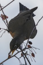 H20AmericanRobinEatingPacificCrabapple2700.jpg
