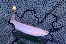 IMG_6300.jpeg