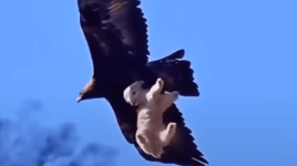 1732505532431.png