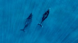 dji_fly_20241113_082402_103_1731511488970_photo_optimized.jpeg dji_fly_20241113_082402_103_1731511488970_photo_optimized.jpeg