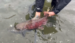 King Salmon.png