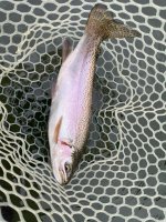 IMG_9549.jpeg