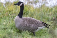 A01CacklingGoose2721.jpg