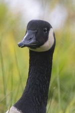 A02CacklingGoose2716.jpg