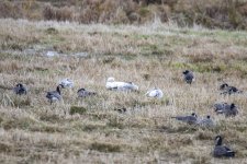 A03SnowGeeseAmongCacklingGeese2780.jpg