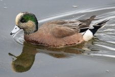A04AmericanWigeonDrake2799.jpg
