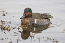 A04GreenWingedTealDrake2792.jpg