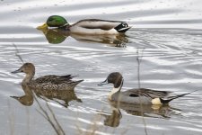 A05PintailPair&MallardDrake2829.jpg