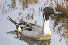 A06PintailDrake2756.jpg