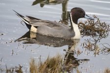 A07PintailDrake2771.jpg