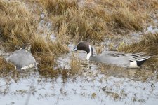 A08PintailDrakesFeeding2795.jpg