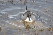 A09PintailDrake&MudPlume2815.jpg