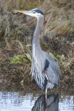 A10GreatBlueHeron2774.jpg