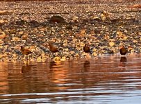 IMG_9884.jpeg