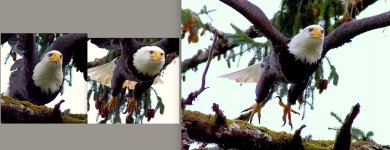 baldeagledec6thooffd.jpg