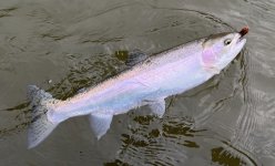 IMG 6487.jpg IMG 6487.jpg