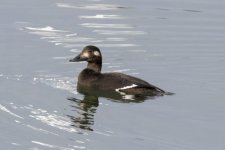 A01WhiteWingedScoterHen2842.jpg A01WhiteWingedScoterHen2842.jpg