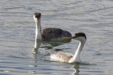 A02WesternGrebes2870.jpg A02WesternGrebes2870.jpg