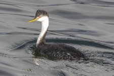 A03WesternGrebe2903.jpg A03WesternGrebe2903.jpg