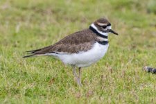 A04Killdeer2991.jpg A04Killdeer2991.jpg