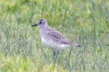 A05BlackBelliedPlover3017.jpg A05BlackBelliedPlover3017.jpg