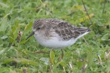 A06LeastSandpiper2977.jpg A06LeastSandpiper2977.jpg