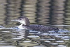 A08CommonLoon3046.jpg