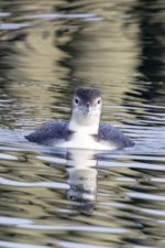 A09CommonLoon3033.jpg A09CommonLoon3033.jpg