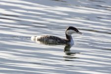 A12HornedGrebe2887.jpg A12HornedGrebe2887.jpg