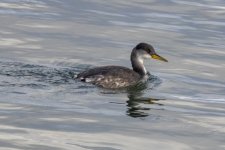 A13RedNeckedGrebe3138.jpg A13RedNeckedGrebe3138.jpg