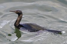A14PelagicCormorant3107.jpg A14PelagicCormorant3107.jpg