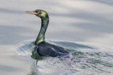 A15PelagicCormorant3129.jpg A15PelagicCormorant3129.jpg