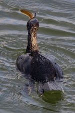 A16PelagicCormorantEatingBlackPrickleback3091.jpg A16PelagicCormorantEatingBlackPrickleback3091.jpg