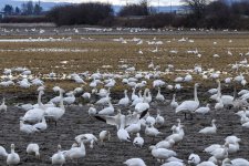 A00aSnowGeeseTundraSwans8650.jpg