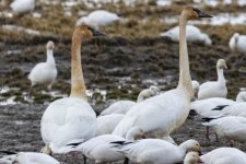 A00bTrumpeterSwansMixedWSnowGeese8615.jpg