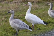 A02SnowGooseAdult&Juvenile3309.jpg