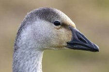 A03SnowGooseJuvenileHeadShot3299.jpg
