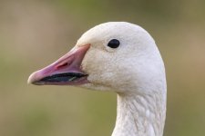 A04SnowGooseAdultHead3313.jpg