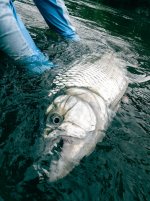 1 Tigerfish (photo by Dylan-Rose).jpg 1 Tigerfish (photo by Dylan-Rose).jpg
